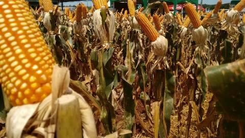 Produção de milho deve alcançar volume recorde de 9 milhões de toneladas em MS