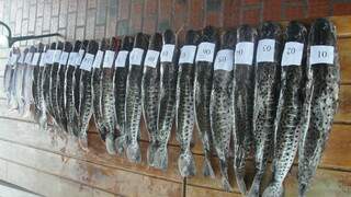 Todos os peixes capturados estavam abaixo da medida permitida por lei. (Foto: Divulgação/PMA)