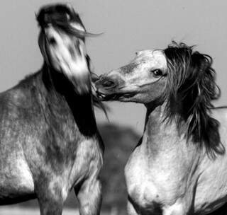 Fotógrafo mostra em exposição o fascínio pelo cavalo pantaneiro