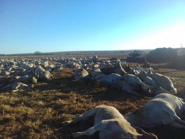Pecuarista perde R$ 2 milh&otilde;es com morte de 1,1 mil cabe&ccedil;as de gado