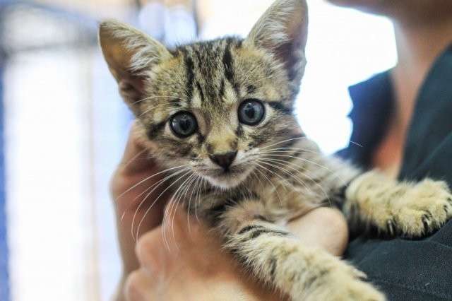 N&atilde;o pode levar para casa? Ent&atilde;o veja como ajudar animais que vivem nas ruas