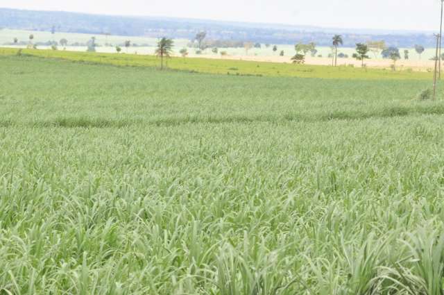 Mesmo sem aumento autorizado, etanol sobe e espanta consumidores