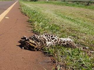 Animal morto entre Sidrolândia e Nioaque. (Foto: Direto das Ruas)