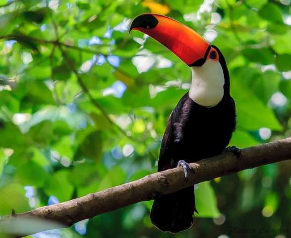 Queda em apreens&otilde;es mostra que MS est&aacute; ganhando consci&ecirc;ncia ambiental