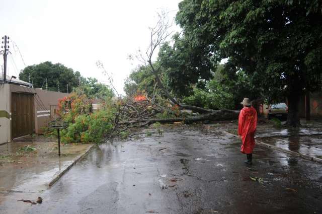 Chuva vem acompanhada de vento e derruba &aacute;rvores na Capital 