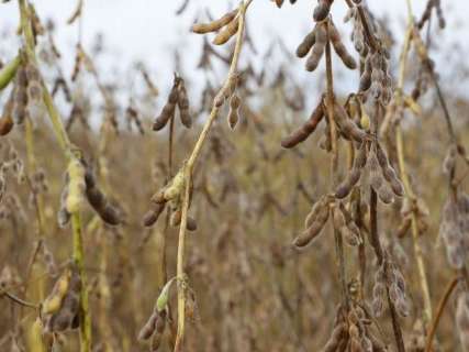 Chuva começa a prejudicar colheita da soja e vai atrasar plantio do milho