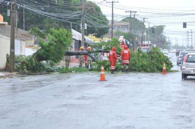 Bombeiros e Defesa Civil registram mais de 20 quedas de &aacute;rvores na Capital