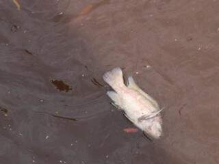 Peixe morto no Rio Anhanduí, às margens da Ernesto Geisel. (Foto: Marcos Maluf)
