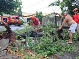 Bombeiros cortam os galhos da árvore que caiu no cruzamento das ruas Ourinhos com Marco Polo (Foto: Marcos Maluf)