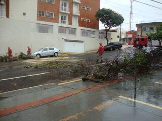 Árvore caiu durante temporal que atingiu a Capital (Fotos: Nyelder Rodrigues)