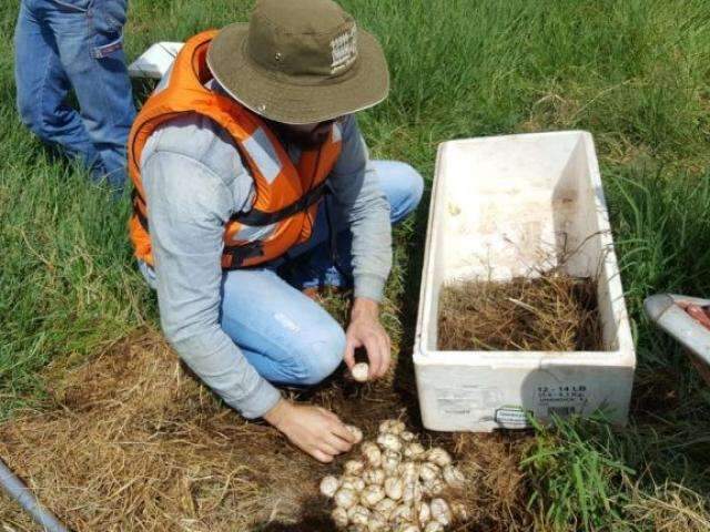 T&eacute;cnicos retiram 71 ovos de jacar&eacute; da Lagoa Maior e encaminham para a Capital 