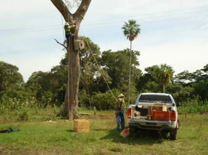 Projeto Arara Azul chega a 6 mil aves de volta à natureza no Pantanal