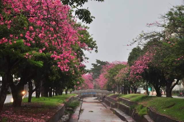 S&aacute;bado de mais chuva, trovoadas e m&aacute;xima de 29&ordm;C na Capital 