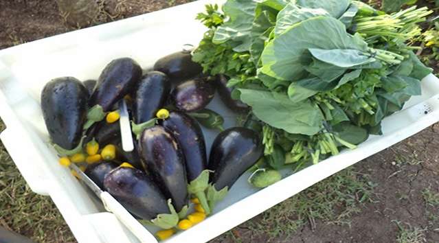 Pequenos agricultores ir&atilde;o fornecer alimentos para a Marinha de Lad&aacute;rio 