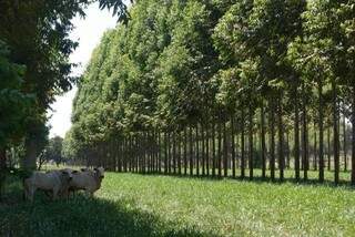Além de neutralizar o metano emitido pelos bovinos, árvores influenciam no bem-estar dos animais. (Foto: João Costa/ Embrapa Gado de Corte)
