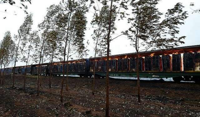 Fogo em vegeta&ccedil;&atilde;o atinge 32 vag&otilde;es da ALL que transportava celulose da Fibria