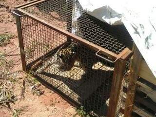 Após a captura, animal foi solto em mata de fazenda. (Foto: Divulgação)