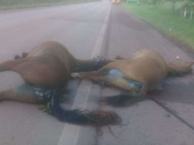 Colis&atilde;o deixa dois cavalos mortos na BR-262