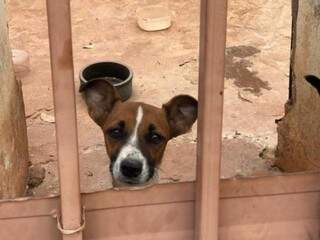 Cachorro em situação de abandono em casa de Campo Grande (Foto: Direto das Ruas)