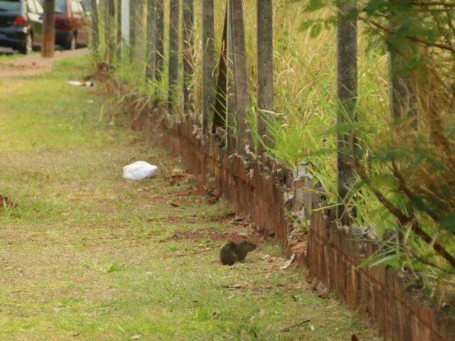 Fogo em terreno baldio assusta moradores e espanta animais