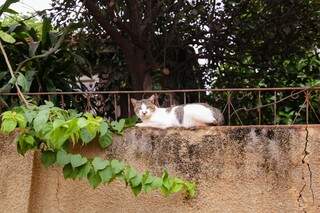 Na fachada, além do verde que traz vida à casa apagada, o gatinho no muro é figura ilustre. (Foto: Kísie Ainoã)