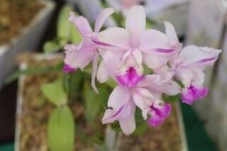 Exposição reunirá produtores de orquídea de vários lugares do país. (Foto: Arquivo/SCS)