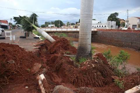 Para escavar margem da Ernesto Geisel, Prefeitura transfere palmeiras 