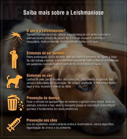 Leishmaniose mata maquiador de 32 anos em Campo Grande