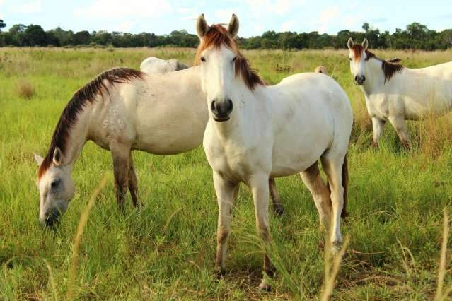 Anemia em cavalos ser&aacute; tema de workshop na pr&oacute;xima semana 