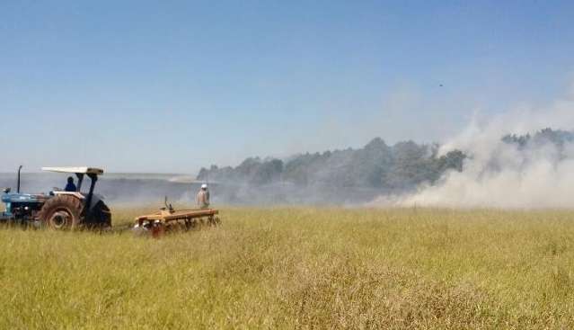 Inc&ecirc;ndio destr&oacute;i seis hectares de pastagem e planta&ccedil;&atilde;o de ciprestes