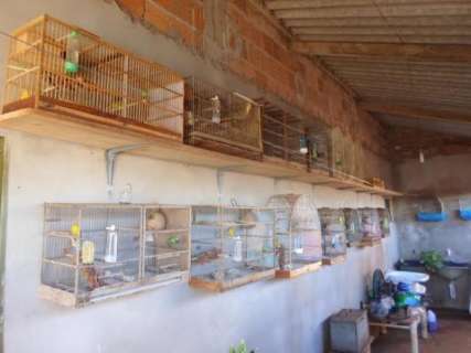 PMA apreende 15 pássaros durante operação e aplica $ 25,5 mil em multas