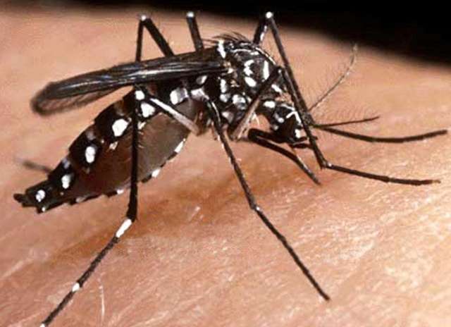 Epidemia: MS &eacute; o 4&ordm; Estado com maior incid&ecirc;ncia de dengue no Pa&iacute;s