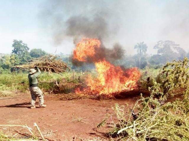 Paraguai encerra opera&ccedil;&atilde;o ap&oacute;s destruir 125 t de maconha em lavouras