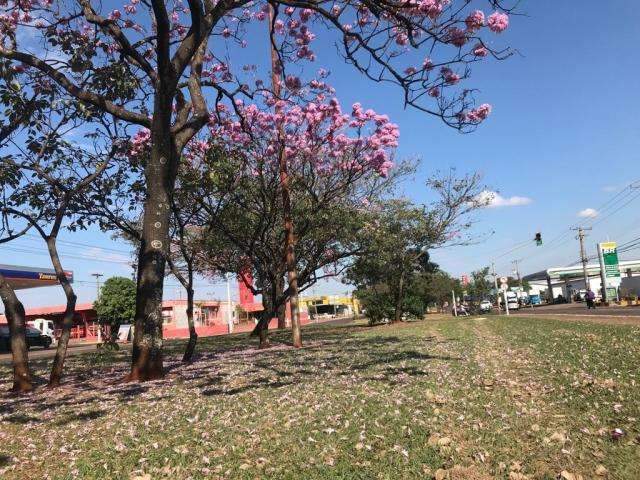 Primeiro a florescer, Ip&ecirc; rosa abre temporada das &ldquo;cores&rdquo; na Capital