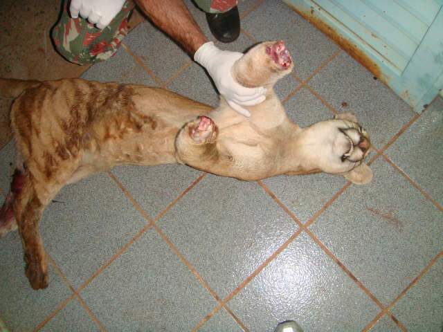  On&ccedil;a &eacute; atropelada e patas s&atilde;o arrancadas para uso como enfeite