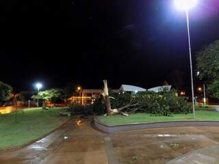 Na região central, foram registradas várias quedas de árvores, inclusive nas praças. (Foto: Elenize Ramos/Cenário MS)

