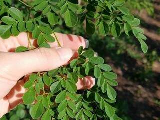 Moringa cultivada no Pantanal chegam a ter 30% de uma proteína com alto valor biológico em suas folhas novas (Divulgação/ Assessoria Embrapa)