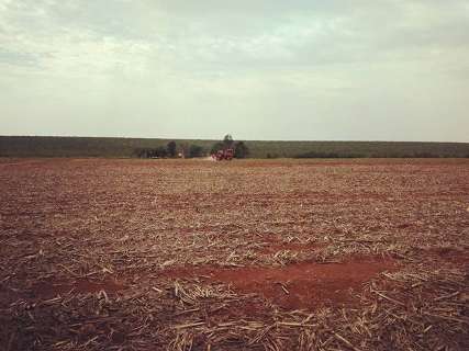 Plantio de soja já atinge 1,5 milhão de hectares, 60% da área desta safra