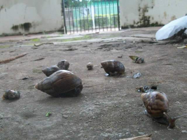  Infesta&ccedil;&atilde;o de caramujos preocupa moradores do Maria Aparecida Pedrossian