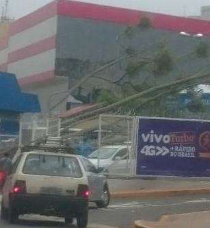 Ventos de at&eacute; 30 km/h derrubam &aacute;rvores, mas trazem pouca chuva