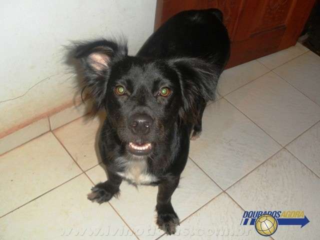 V&iacute;deo mostra funcion&aacute;rios tentando defender cadela de ataque de pitbull