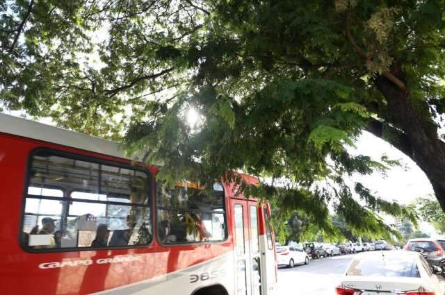 Conv&ecirc;nio autoriza cons&oacute;rcio a podar &aacute;rvores em trajeto de &ocirc;nibus