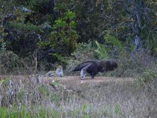 No Pantanal, on&ccedil;a &ldquo;xereta&rdquo; n&atilde;o aguenta &ldquo;briga&rdquo; com tamandu&aacute; bandeira