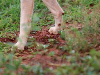 Local onde feto foi encontrado também despertou curiosidade de cachorro (Foto: Marcos Maluf)