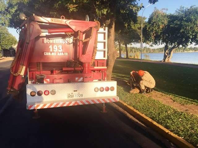 Capivara morre atropelada e animal &eacute; deixado no meio da pista de caminhada