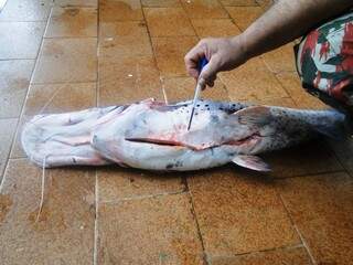 O pescado tinha marcas de terem sido capturados com acessórios proibidos (Foto: Divulgação)