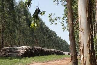 MS tem mais de 921 mil hectares de eucaliptos plantados. (Foto: Arquivo/ Campo Grande News)