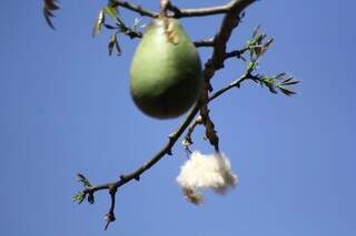 As sementes que ficam dentro do fruto são recobertas por algodão. (Foto: Marcos Ermínio) 