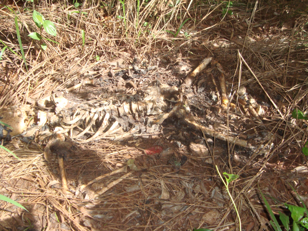  Pol&iacute;cia encontra ossada humana na rodovia MS-477 em Dourados 