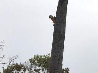 Com mangueira e baldes, morador controla fogo e salva ninho de araras